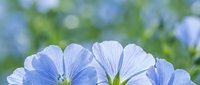 Delicate blue flax flowers with white centers blooming in soft natural light against blurred green foliage background for spring garden and botanical designs.