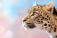 Majestic leopard profile with spotted coat against soft pastel sky background, showcasing wild cat's intense gaze and natural beauty for wildlife photography.