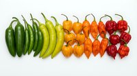 Green jalapeno peppers transitioning to yellow, orange, and red hot chili peppers arranged in color gradient on white background. Suitable for food, cooking, spice, and culinary design projects.