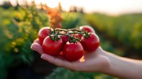 Fresh ripe red tomatoes on vine held in palm against blurred garden background at sunset, organic farming and harvest concept for healthy eating.