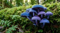 Purple blue mushrooms growing in lush green forest floor surrounded by ferns and moss in natural woodland habitat for nature photography and botanical studies.