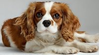 Adorable Cavalier King Charles Spaniel puppy with brown and white fur lying down on white background, perfect for pet care and animal lover designs.