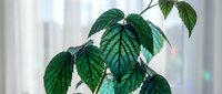 Green leafy plant branch with detailed veins against soft blurred background with rainbow light reflections for natural home decor and botanical design.