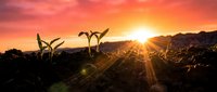 Young green seedlings emerging from rich dark soil at golden sunrise with dramatic orange and pink sky creating hopeful agricultural growth concept.