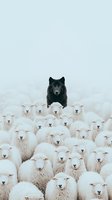 Black wolf standing among white sheep flock in winter fog, creating dramatic contrast between predator and prey in snowy pastoral scene.