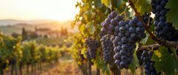 Ripe dark grape clusters hang from vines at golden hour in sprawling vineyard landscape, perfect for wine, agriculture, and harvest-themed designs.