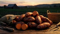 Fresh harvested potatoes on rustic wooden table at sunset with farm barn in background. Organic vegetables ready for cooking and healthy meals.