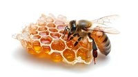 Honeybee on golden honeycomb with dripping honey isolated on white background for natural food and beekeeping designs.