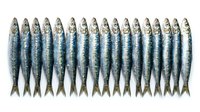 Fresh sardines arranged in neat row on white background isolated for culinary and seafood market design projects.