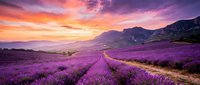 Lavender field pathway leading through purple blooms toward mountains at sunset with dramatic pink and orange sky creating romantic countryside landscape.