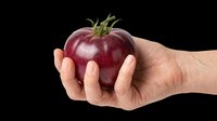 Hand holding a dark purple heirloom tomato, isolated on transparent background. Ready for stickers, t-shirt design, print on demand, and clipart use.