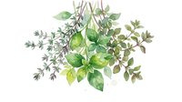 Young woman with medium skin tone, wearing casual clothing, holding a potted plant with green foliage. Isolated botanical illustration on white background, suitable for gardening, wellness, and lifestyle design projects.