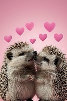 Two adorable hedgehogs sharing tender moment with floating pink hearts above on rosy background. Sweet romantic animal concept for Valentine's Day cards and love themes.