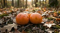 Two ripe orange persimmons lying on autumn forest floor covered with fallen leaves and natural debris in woodland setting.