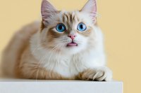 Ragdoll cat with striking blue eyes and cream colored fur lying on white surface against beige background, looking up with curious expression. Perfect for pet care content.