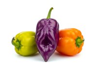 Isolated fresh bell peppers in yellow, purple, and orange varieties arranged on white background, suitable for culinary, recipe, and food design projects.