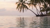 Tropical paradise with palm trees leaning over calm ocean water at sunset, creating peaceful vacation atmosphere for travel and relaxation concepts.