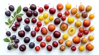 Colorful assortment of fresh stone fruits including plums, cherries, apricots and mirabelles arranged on white background for healthy eating concepts.