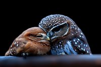 Two owls showing affection and tenderness against dark background, one spotted owl nuzzling against another in soft intimate moment, dramatic wildlife photography.