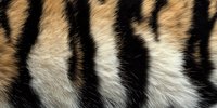 Close up macro shot of natural tiger fur texture showing distinctive black and orange stripes with white undercoat pattern creating abstract animal print background.