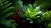 Vibrant green succulent plant with water droplets in dark moody garden setting, surrounded by burgundy and emerald foliage creating dramatic natural contrast.