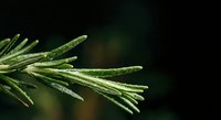 Fresh rosemary herb branch with water droplets on needle-like leaves against dark blurred background for culinary and aromatherapy applications.