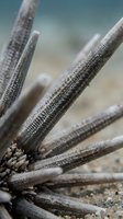 Close-up macro shot of sea urchin spines showing intricate textural details and natural patterns on sandy ocean floor background.