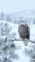 Bald eagle perched on snow-covered branch in winter landscape with frosted evergreen trees and falling snow, suitable for wildlife and nature editorial use.