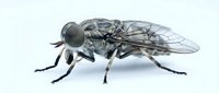 Robber fly isolated on white background, detailed macro view of predatory insect with large compound eyes and transparent wings for educational and design purposes.