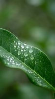 Fresh green leaf with glistening water droplets after rain, macro close-up showing detailed veins and bokeh background.