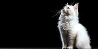 White longhair cat looking up against black background, dramatic studio lighting highlights soft fur texture and elegant feline profile. Perfect for pet photography and animal portraits.
