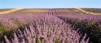 Rows of blooming lavender flowers stretch across expansive agricultural field under clear sky, showcasing vibrant purple blossoms in full bloom during harvest season for perfume and cosmetic production.