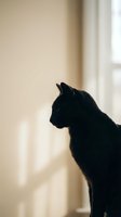 Black cat silhouette in profile looking out window with soft natural light streaming through curtains creating peaceful domestic atmosphere.