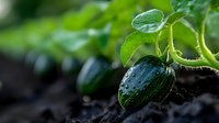 Young cucumber plant with water droplets on fruit and foliage growing in garden soil, suitable for agriculture and gardening content.