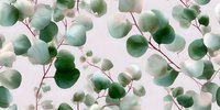 Delicate eucalyptus leaves with round silver-green foliage on pink background create gentle natural pattern for textile, wallpaper and surface design projects.