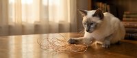 Siamese cat playing with tangled electrical cord on wooden table in sunlit room, curious pet behavior and household safety concern.