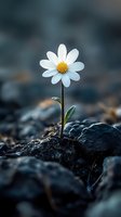 Solitary white daisy growing through rocky soil against dark background, symbolizing resilience, hope and perseverance in harsh conditions.
