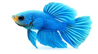 Vibrant blue Betta fish with flowing fins and scales isolated on white background, suitable for aquatic designs and nature publications.