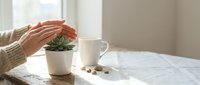 Woman hands protecting small green succulent plant in white pot on marble table with coffee cup creating cozy home care atmosphere.