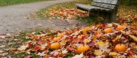 Autumn park scene with colorful fallen leaves scattered on pathway near wooden bench, perfect for seasonal outdoor recreation and nature themes.