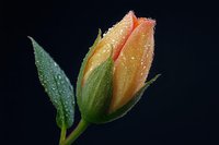 Orange rose bud with water drops on dark background, macro photography showing delicate petals and leaves covered in morning dew droplets.
