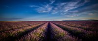 Endless rows of purple lavender flowers stretch toward the horizon under a dramatic blue sky with wispy clouds, creating a serene agricultural landscape perfect for travel, nature, and wellness design projects.
