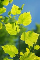 Fresh green grape leaves backlit by sunlight against blue sky, showing detailed leaf structure and natural veining pattern. Vibrant spring foliage creates organic composition.