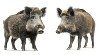 Wild boars standing isolated on white background, side view of adult male and female specimens showing distinctive features and natural coloring for wildlife and nature designs.