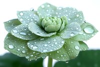 Fresh green lotus flower with water drops on petals against light background, creating serene natural macro photography with morning dew effect.
