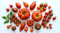 Fresh organic tomatoes variety collection with cherry, beefsteak and heirloom types isolated on white background for healthy cooking and garden harvest.