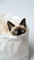 Siamese cat with striking blue eyes peeking out from white paper bag against neutral background, playful pet portrait for advertising, greeting cards, and animal-themed designs.