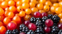 Fresh ripe sea buckthorn berries with blackberries and cranberries macro shot, natural organic superfood background pattern for healthy eating.
