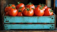 Fresh ripe tomatoes with green stems arranged in vintage turquoise wooden box, rustic farm produce composition with natural lighting for food photography.
