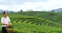 Young Asian male farmer in casual white shirt and glasses holding wicker basket of fresh green tea leaves in terraced plantation field during harvest season.